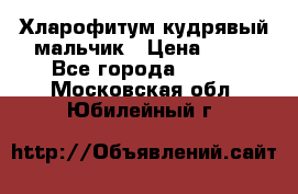 Хларофитум кудрявый мальчик › Цена ­ 30 - Все города  »    . Московская обл.,Юбилейный г.